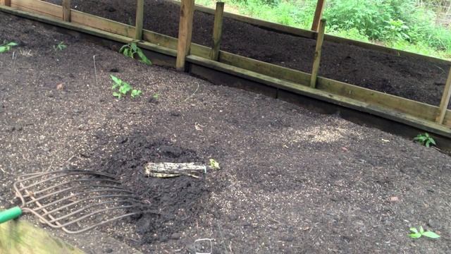 Worm Composting, Vermicomposting of a bunch of Celery