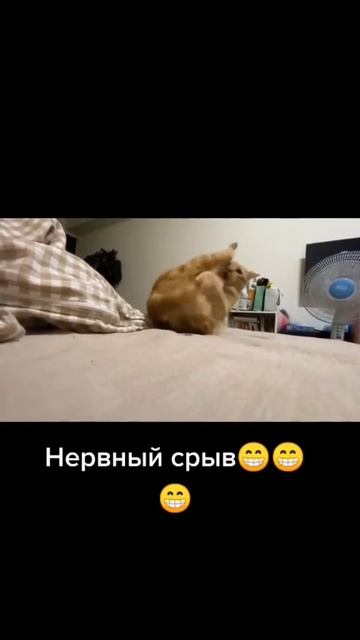 #Shorts Смешные животные Ржака до слез Тест на психику - Тренды ТикТок