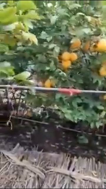 biogumus da osgan Limon hosili