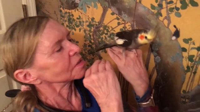Fly Babies Aviary - Free Shipping Cynthia 1 - Completely Tame