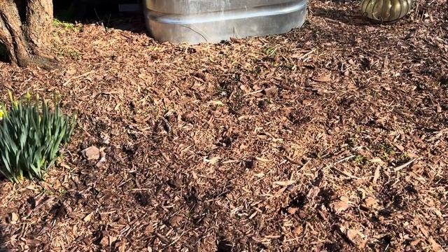 Weekly Garden Tour  5 February 2024