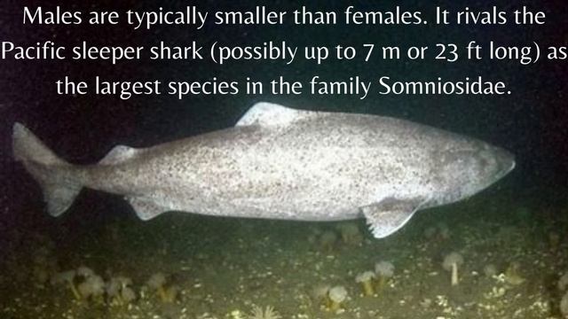The 10 Largest Sharks in the World