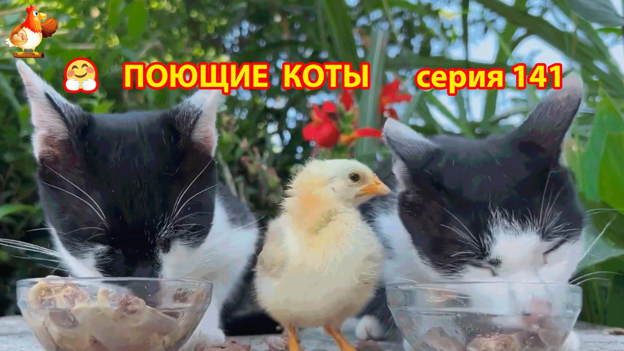 Крутые коты у птичьего двора серия (141) 🐈🐈⬛😹 Природа Абхазии и подворье с птицами и животными ❣