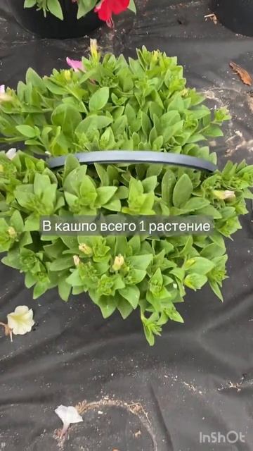 Плюшка из петунии #огород #сад #петуния #красота #любование