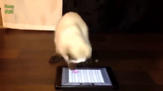 Смешные кошки 2015 Март - Funny cat videos 2015 March # 14