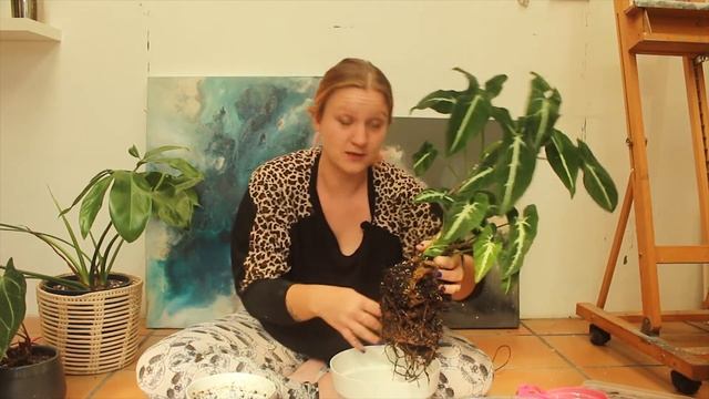 Repot With Me *Syngonium Rayii*