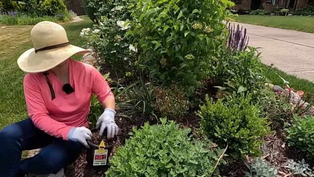 Planting Out Spirea, Gaura, Sunpatiens & Canna 🪴😎🪷// Suburban Oasis