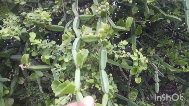 Cissus quadrangularis