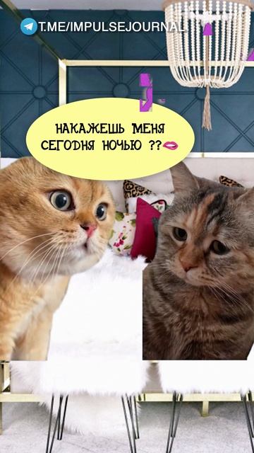 Спи #мыкотики #вмем #разговор #анекдот #шутки #животные #юмор #кошки #смешное #мемы #скетчи