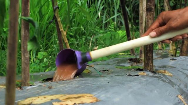 CARA MERIMBUNKAN CABANG DAN MELEBATKAN BUAH CABAI