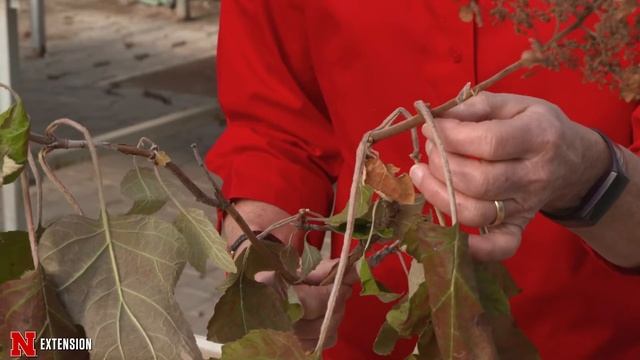 Pruning Tips For Hydrangeas