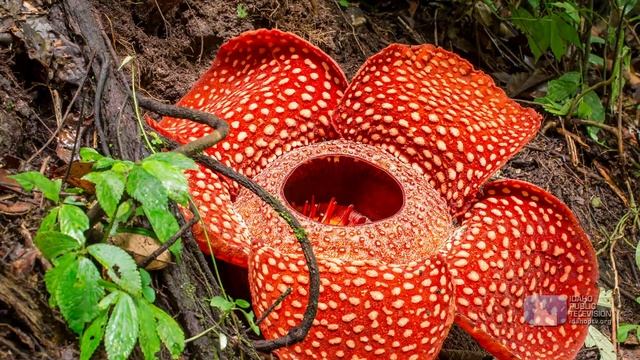 Science Trek: Endangered Species: Endangered Plants