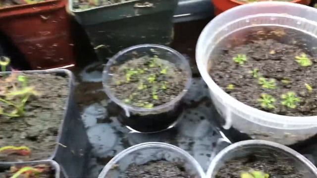 How fast does sundews grow?