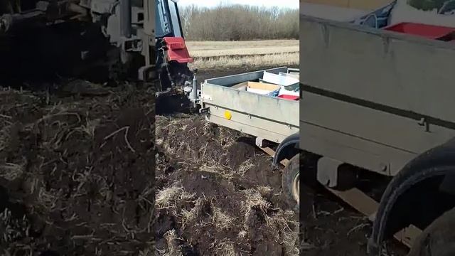 внесение селитры в чеснок весна 31.03.2024