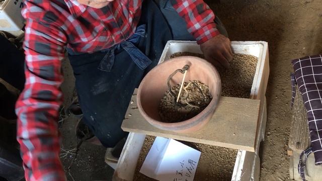 一流の小品盆栽生産者職人が教える「水道の水」長期にかけていると盆栽に影響でてくる?・来年老爺柿盆栽の根ぶせをする為に今から準備行います。・年齢78歳現役生産者小品盆栽職人矢島清芳園・やじま園@盆栽タ