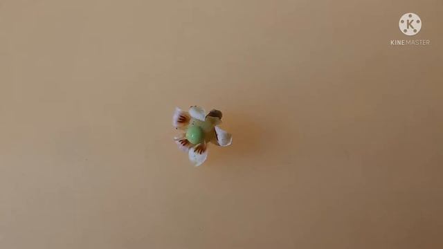 Flowering And Pollination in Mango 🥭.