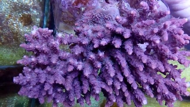 Acropora selago pink-L coral gandalf