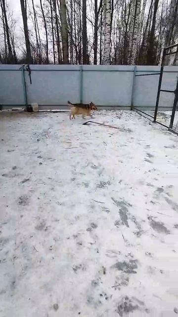 Вот так сильно наши собаки любят гулять, что совсем не спешат возвращаться в вольер 🙀