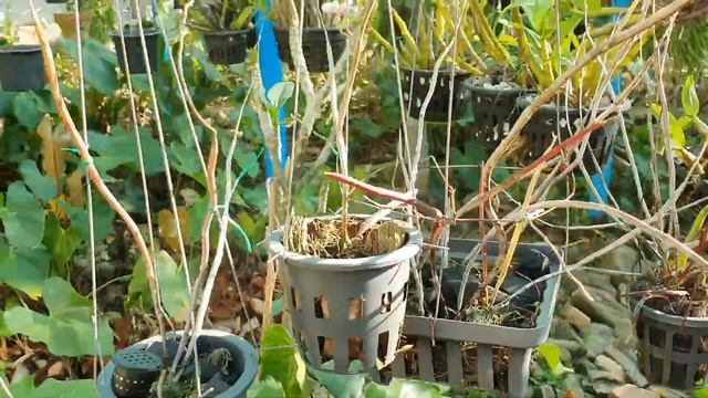 เอื้องไม้กวาด Dendrobium parcum Rchb. f.หรือเอื้องก้านกิ่ว