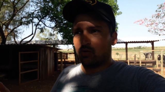 COMPREI FARELO DE MILHO PARA OS BEZERROS