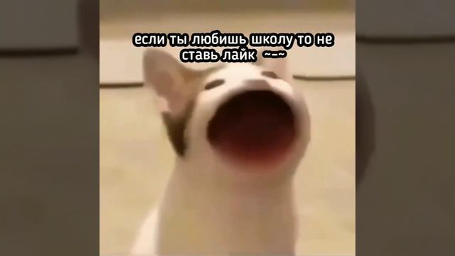 пон?
