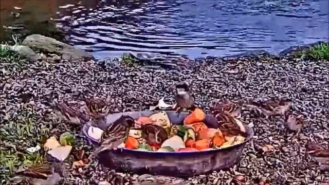 Tree Sparrows feed by pond when they get chance ~ ©Rescue Station MAKOV