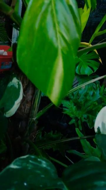 สุดยอดต้นไม้ Epipremnum pinnatum variegated #Shorts #BRMGraden