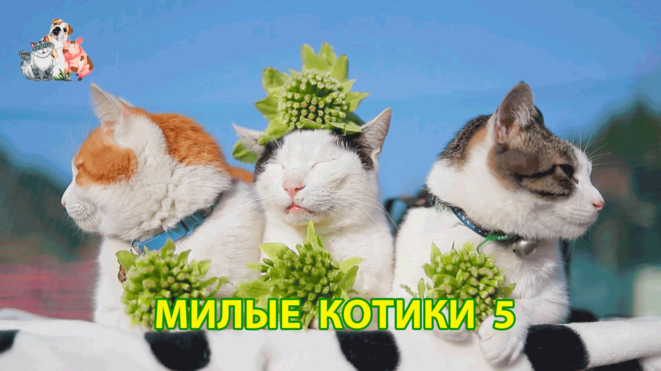Милые нарядные Котики успокоят нервную систему 🐈🐈🐈 Помогут отдохнуть от забот (5)