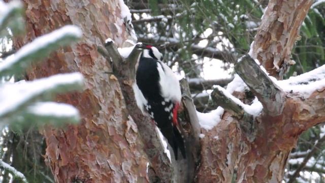 Дятел в лесу 2 декабря