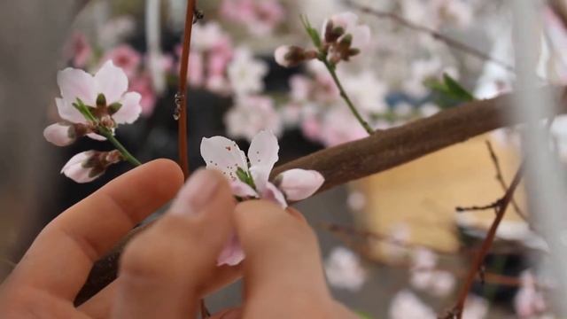 Hand pollinating peach trees