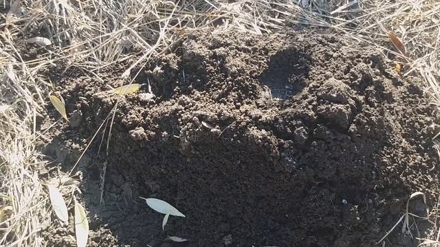 Крот кладоискатель.