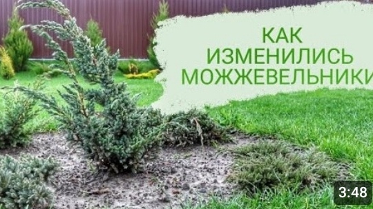 КАК ИЗМЕНИЛИСЬ МОЖЖЕВЕЛЬНИКИ ЗА ПЕРИОД МАРТ - НОЯБРЬ 2023г. БЕЛАРУСЬ, ГОМЕЛЬСКАЯ ОБЛАСТЬ