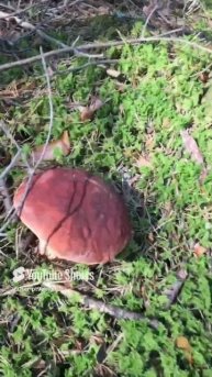 Столько грибников, а такой пропустили#So many mushroom pickers, but they missed this #sorts #белые