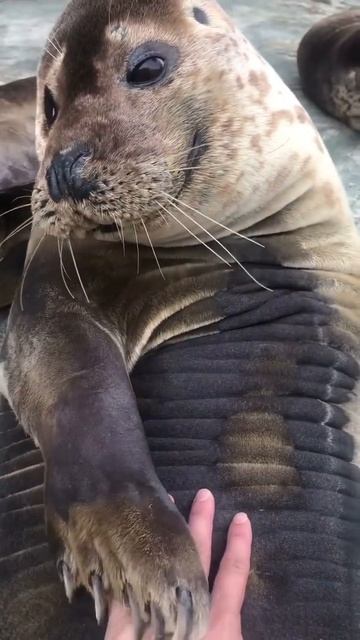 ему нравится