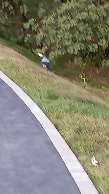 Ворона тащит огромный кусок