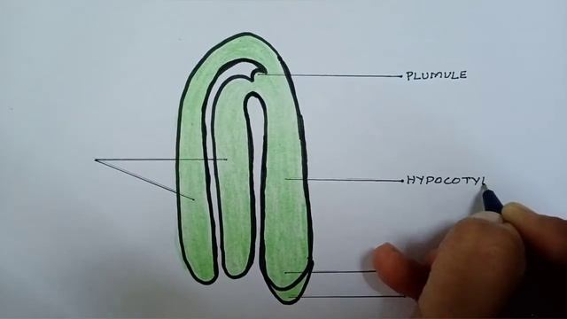 A Typical Dicot Embryo || Class 12 Biology