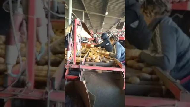 КАРТОФЕЛЬ ОТ ПРОИЗВОДИТЕЛЯ