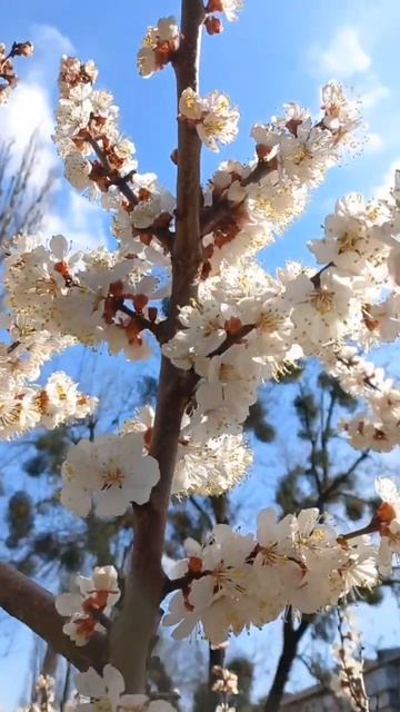 Apricot Flowers in Bloom, Kyiv, Ukraine. 07.April.2023. Sunny day +10C. Osmia Bees Flying.