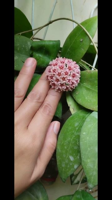 Hoya erythrostemma.