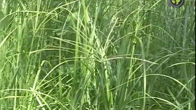 Fodder Maize, Rhodes grass and Para grass