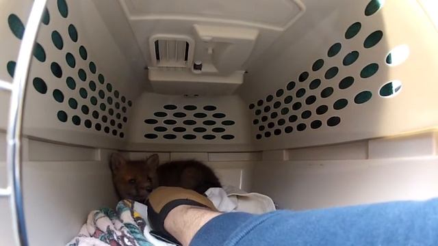 Baby Red Fox Rescued (Part 2)