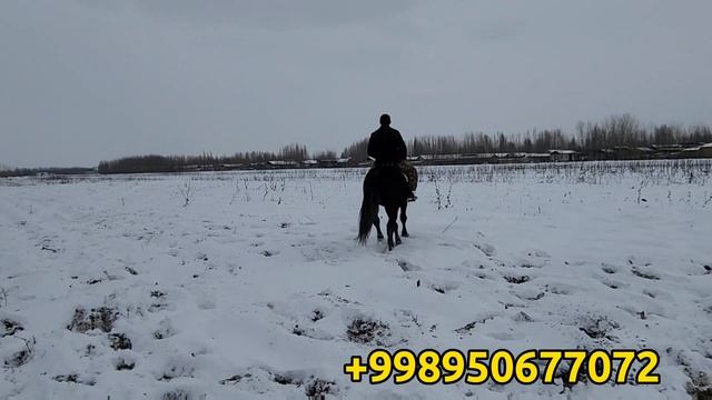 ОТНИ ОТИ ШАМОЛ 5×5 ДА ЧОПИБ ЮРГАН КОРАБАЙИР 5 ЁШ. Продаётся лошады.(Mus Tv)(Hiloliddin Uz)(МЯК ТВ)