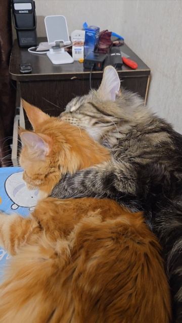 Кошачья любовь