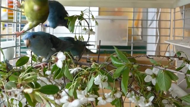 Катаринки и цветущая вишня