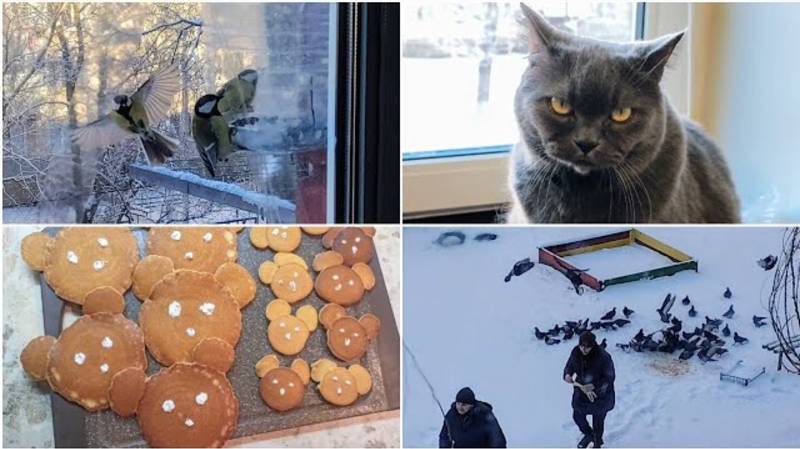 📹 17.02.25. Краматорск. УТРО. Ой, Мороз. Птицам туго, но спасибо людям. Мишки-малышки для детишек