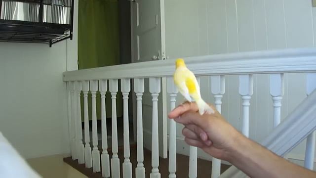 Canary singing on my hand