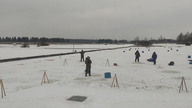 Запуск форели в акваторию 25 кг