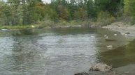 Diving with Salmon at Paper Mill Dam Park