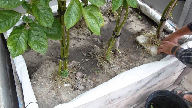Aardappelveredeling #25 Kruisingsouders  True Potato Seed