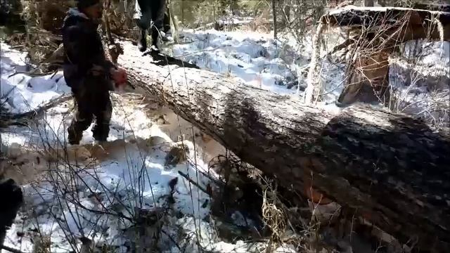 Кедр